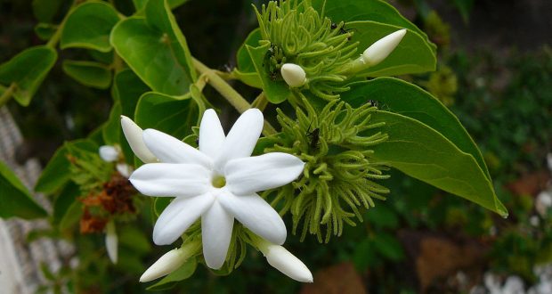 Mund të fitoni më shumë se me “miellin” e bardhë! Trafi.kantët në Meksikë drejtë kësaj bime Mund të fitoni më shumë se me “miellin” e bardhë! Trafi.kantët në Meksikë drejtë kësaj bime