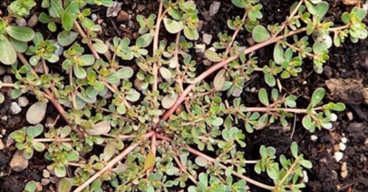 Bima e ngjashme me marijuanën rritet kudo në oborret tona Bima e ngjashme me marijuanën rritet kudo në oborret tona