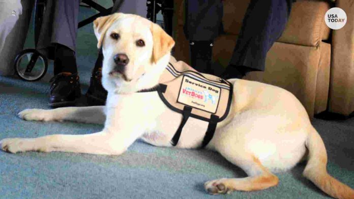 Fotografia që po përlot botën, qeni i Xhorxh Bush nuk largohet nga arkivoli Fotografia që po përlot botën, qeni i Xhorxh Bush nuk largohet nga arkivoli