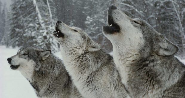 Thëniet që frymëzuan botën: “Hidhmë tek ujqërit, dhe unë do të kthehem duke i prirë kopesë” Thëniet që frymëzuan botën: “Hidhmë tek ujqërit, dhe unë do të kthehem duke i prirë kopesë”