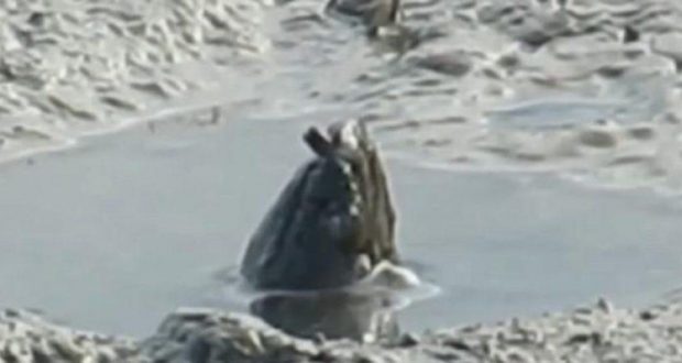 Shfaqet një krijesë misterioze, zhduket pasi sheh njerëzit që e filmonin (Video) Shfaqet një krijesë misterioze, zhduket pasi sheh njerëzit që e filmonin (Video)