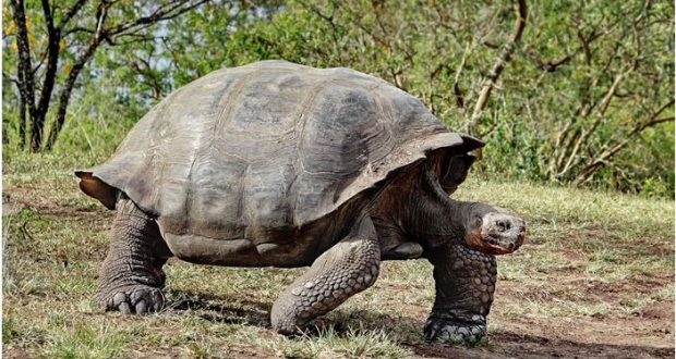Mister jetëgjatësia: Mosha e kafshëve në planet, nga 10 fishin e njeriut deri ne pavdekësi (Foto) Mister jetëgjatësia: Mosha e kafshëve në planet, nga 10 fishin e njeriut deri ne pavdekësi (Foto)