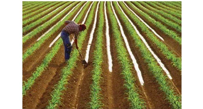 Historia e bujkut të mençur dhe Mbretit që përloti botën. Lexojeni dhe do merrni mësimin më të mirë për jetën Historia e bujkut të mençur dhe Mbretit që përloti botën. Lexojeni dhe do merrni mësimin më të mirë për jetën