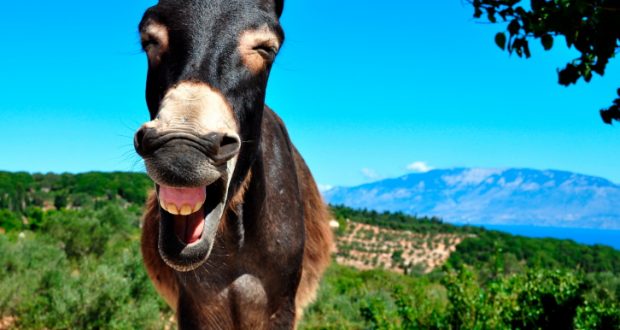 Shkencëtarët nuk e mohojnë: Gomari shikon djallin dhe gjeli shikon engjëjt?! Shkencëtarët nuk e mohojnë: Gomari shikon djallin dhe gjeli shikon engjëjt?!