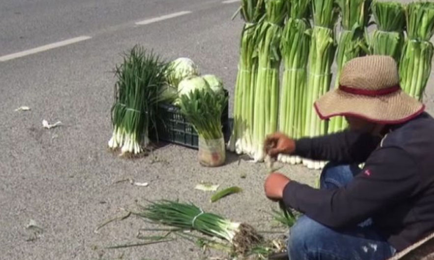 Fermerët në Myzeqe: Mbollën presh me pakicë 1.5 $ për 1kg në treg!  Fat, por vitin tjetër do e hedhin në kanal