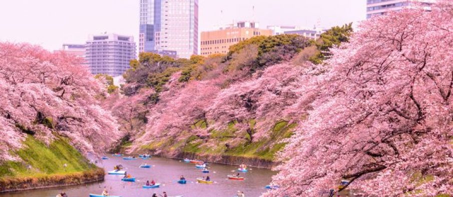 Japoni, shijoni spektaklin e çeljes së qershive (Video) Japoni, shijoni spektaklin e çeljes së qershive (Video)