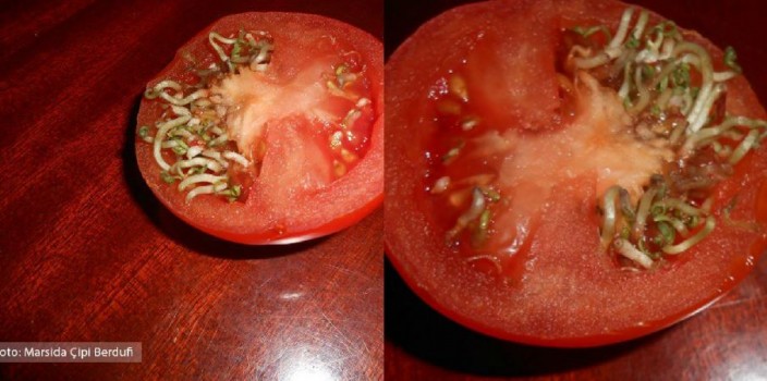 Ç’bëjnë më keq kanabistët, nga “domate-kimistët” fermerë?