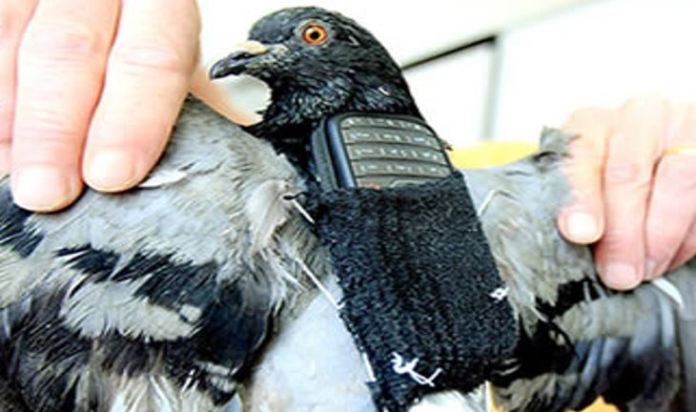 Çudirat shqiptare nuk kanë fund! A.rrestohet pëllumbi postier i ngarkuar me “dhurata” drejt b.urgut të Lezhës Çudirat shqiptare nuk kanë fund! A.rrestohet pëllumbi postier i ngarkuar me “dhurata” drejt b.urgut të Lezhës