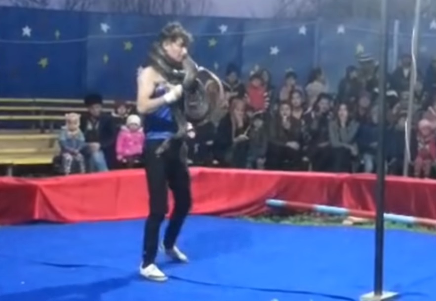 VIDEO/ “Përqafimi i v.dekjes” nga gjarpri gjigand, shfaqja për pak sa nuk kthehet në t.ragjedi