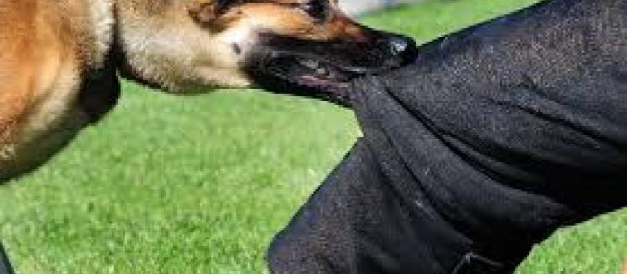 Në kërkim qeni i Vettingut… Në kërkim qeni i Vettingut…