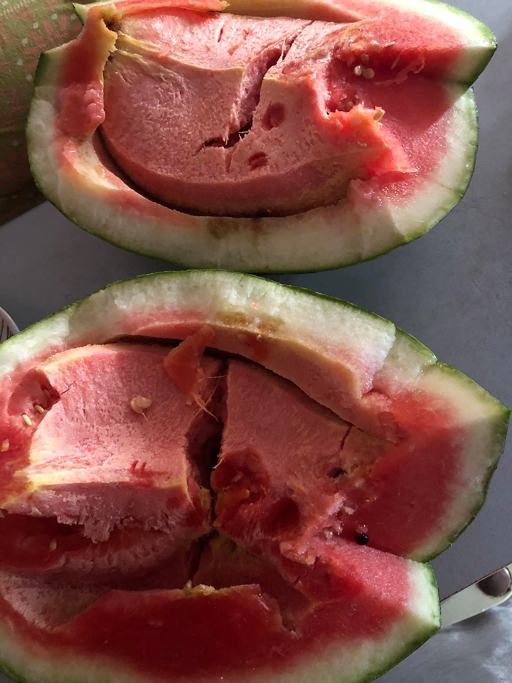 FOTO/ Plas “epidemia” e mallkimeve, gazetarja në pritje të një fëmije: Në ferma po mbillet e rritet v.dekja! FOTO/ Plas “epidemia” e mallkimeve, gazetarja në pritje të një fëmije: Në ferma po mbillet e rritet v.dekja!