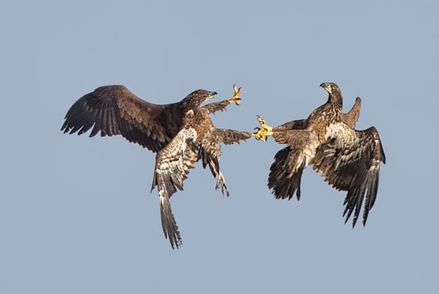Nuk e dua bashkimin e Shqipërisë me Kosovën!