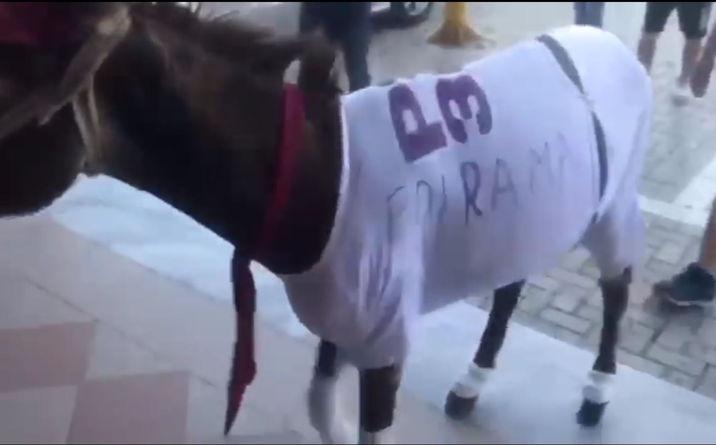 Tronditja e dy kërriçave… kur dëgjuan Lulin që ua kalonte në pëllitje Tronditja e dy kërriçave… kur dëgjuan Lulin që ua kalonte në pëllitje