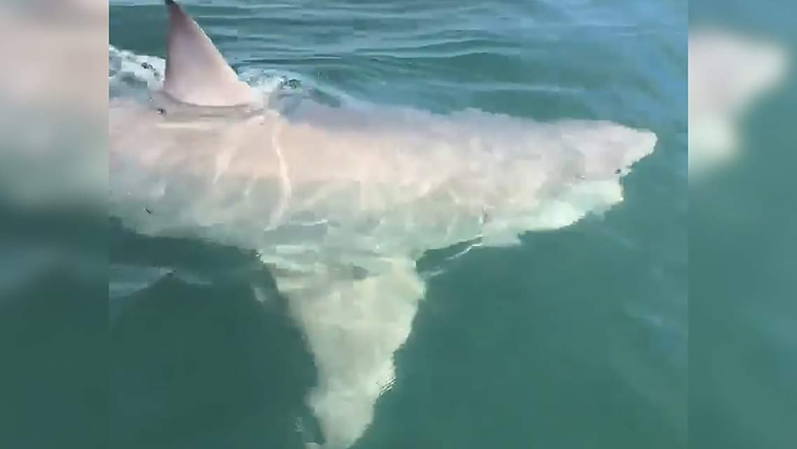 Lajmi i keq për pushuesit, në ujrat e detit Adriatik noton peshkaqeni i bardhë, një grabitqar shumë i rrezikshëm Lajmi i keq për pushuesit, në ujrat e detit Adriatik noton peshkaqeni i bardhë, një grabitqar shumë i rrezikshëm