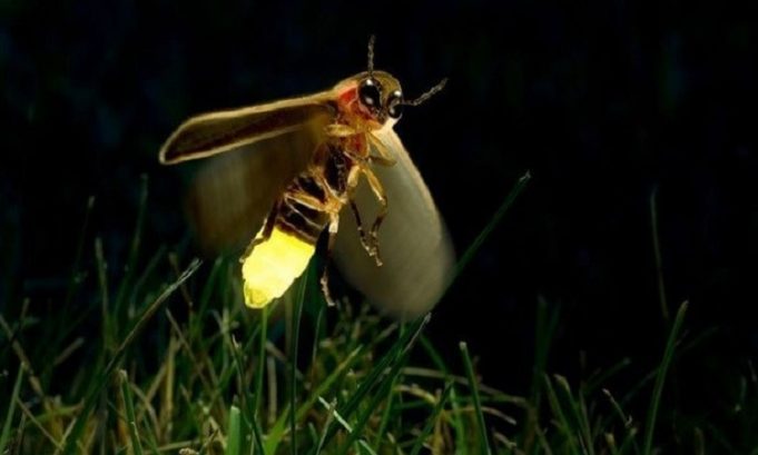 Kur është hera e fundit që keni parë një xixëllonjë?! Kur është hera e fundit që keni parë një xixëllonjë?!