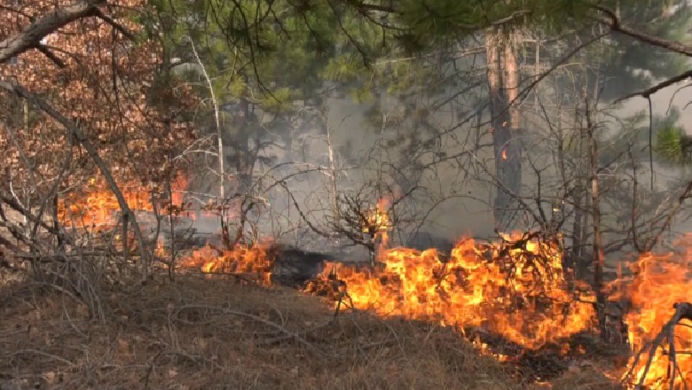 Zjarr i madh, Greqi-Shqipëri bashkojnë forcat për ta shuar Zjarr i madh, Greqi-Shqipëri bashkojnë forcat për ta shuar