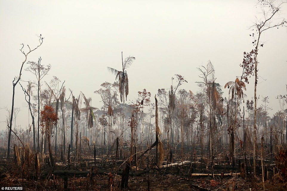 Tronditje në mbarë botën, qindra vatra të reja zjarri në Amazonë Tronditje në mbarë botën, qindra vatra të reja zjarri në Amazonë