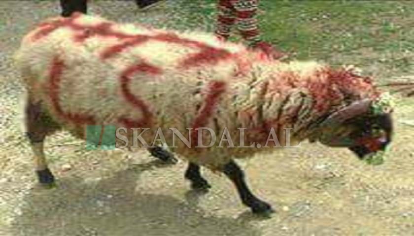 Jari zbulon domethënien e dhisë së egër të Lulit për Kurban Jari zbulon domethënien e dhisë së egër të Lulit për Kurban