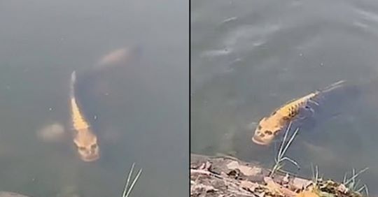 Filmohet peshku me “fytyrë njeriu” (Video) Filmohet peshku me “fytyrë njeriu” (Video)