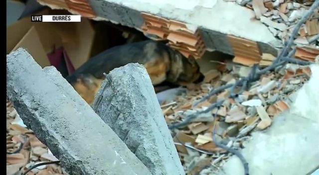 “Zhurma” për Emergjencat: Si i shiti Qeveria “Berisha” qentë e Policisë për 50 euro?! “Zhurma” për Emergjencat: Si i shiti Qeveria “Berisha” qentë e Policisë për 50 euro?!