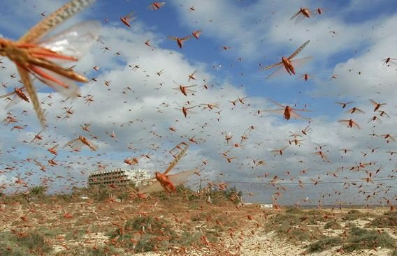 A është toka në rrezik?! Pandemi, insekte, zjarre… A është toka në rrezik?! Pandemi, insekte, zjarre…