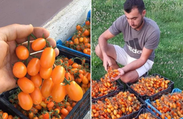 Tentuan ta mashtronin, por i dhanë një thesar: Fermeri i vetëm në Shqipëri që kultivoi gabimisht domaten me çmimin marramendës Tentuan ta mashtronin, por i dhanë një thesar: Fermeri i vetëm në Shqipëri që kultivoi gabimisht domaten me çmimin marramendës
