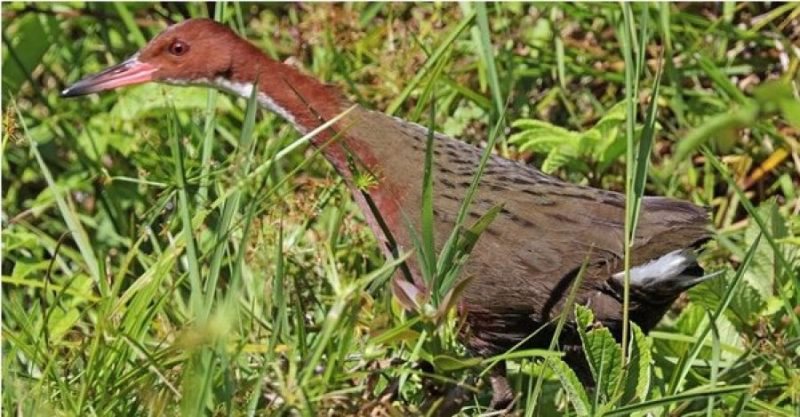 Ndodh për herë të parë! Shkencëtarët nuk iu besojnë syve: Rishfaqet gjallesa që mendohej se u zhduk 100 mijë vite më parë Ndodh për herë të parë! Shkencëtarët nuk iu besojnë syve: Rishfaqet gjallesa që mendohej se u zhduk 100 mijë vite më parë
