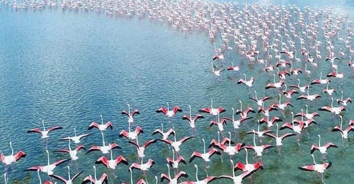 Spektakli i flamingove në bregdetin e Pish-Poros të Fierit, shtohet numri i tyre në lagunat tona Spektakli i flamingove në bregdetin e Pish-Poros të Fierit, shtohet numri i tyre në lagunat tona