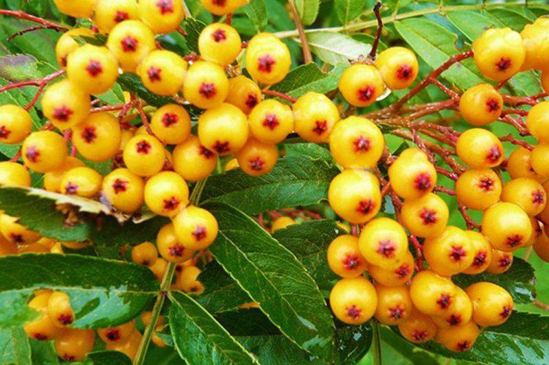 Frutat e rralla në botë, por që gjenden lehtësisht në Shqipëri, njihuni me vlerat e tyre shëndetësore Frutat e rralla në botë, por që gjenden lehtësisht në Shqipëri, njihuni me vlerat e tyre shëndetësore