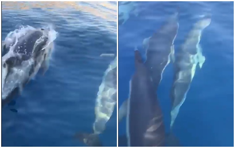 VIDEO/ Pamje të mrekullueshme nga Jala, një grup delfinësh “vizitojnë” detin Jon