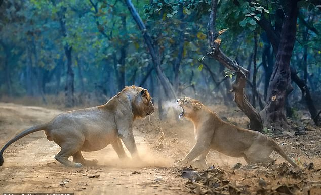 Luanesha godet luanin mashkull me kthetra në ritualin e frikshëm të para-çiftimit (Video)