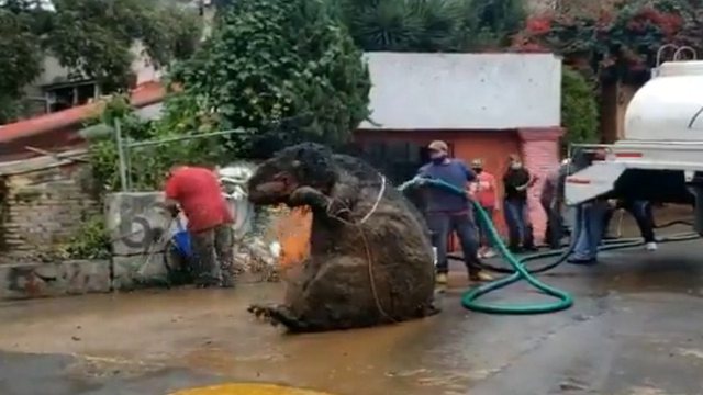 Pas shirave të rrëmbyeshëm, punëtorët që po pastronin sistemin kullues tronditen nga ajo që zbulojnë, nxjerrin krijesën misterioze (Pamjet po thyejnë rrjetin)