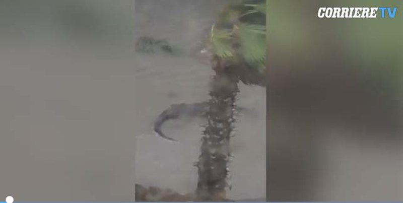 “Oh zoti im, është jashtë shtëpisë time’/ Uragani i frikshëm nxjerr nëpër rrugë krijesa të rrezikshme. Gruaja e filmon çfarë del në sipërfaqe “Oh zoti im, është jashtë shtëpisë time’/ Uragani i frikshëm nxjerr nëpër rrugë krijesa të rrezikshme. Gruaja e filmon çfarë del në sipërfaqe