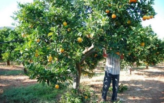 Qeveria greke merr vendimin e ri për punëtorët sezonalë, ja çfarë përfitojnë shqiptarët