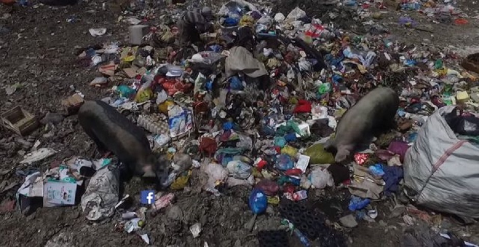 Asnjëherë nuk do e dimë sa jetë u shkurtuan nga plehrat në Porto Romano Asnjëherë nuk do e dimë sa jetë u shkurtuan nga plehrat në Porto Romano