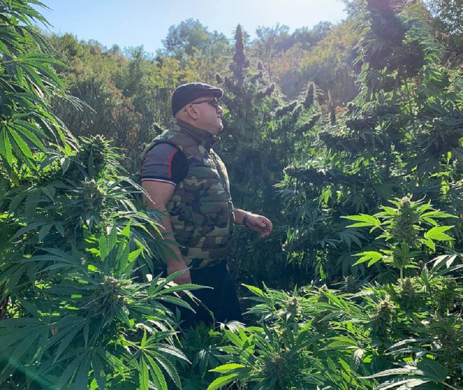 Gazetari jep alarmin: Tre persona janë v.rarë për parcelat e k.anabisit në Malësinë e Madhe