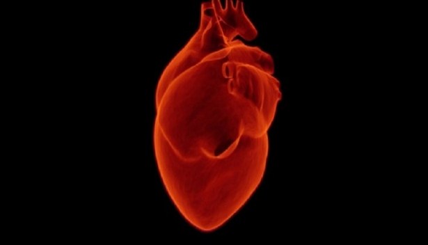 ​Transplantimi i zemrës së derrit tek njeriu mund të jetë realitet në 2021-in
