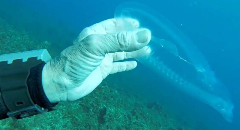 VIDEO/ Zbulohet peshku “fantazmë”: Zhytësi befasohet nga ajo që shikon nën ujë