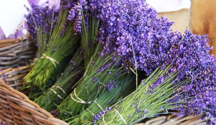 Kura natyrore e Covid-19: Boronica dhe sherebela shqiptare po kërkohen nga Europa dhe SHBA! Sa u rrit eksporti i tyre? Kura natyrore e Covid-19: Boronica dhe sherebela shqiptare po kërkohen nga Europa dhe SHBA! Sa u rrit eksporti i tyre?