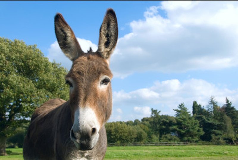 AFP jehonë vendit tonë… për qumështi i gomaricës, një hit në Shqipëri