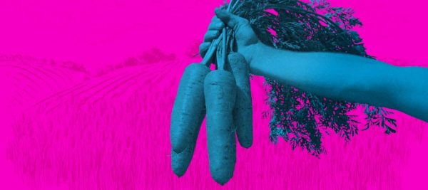 INVESTIGIMI/ Ëndrra irlandeze kthehet në “makth” për punëtorët sezonalë nga Europa Lindore INVESTIGIMI/ Ëndrra irlandeze kthehet në “makth” për punëtorët sezonalë nga Europa Lindore