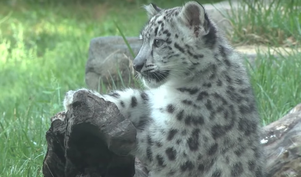 Infektohet me Covid leopardi nga një anëtar asimptomatik i stafit, në testim dhe dy të tjerë