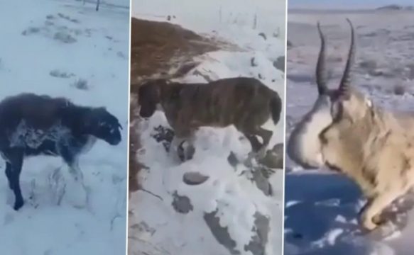 VIDEO/ Pamje të tmerrshme: I ftohti ekstrem ngrin kafshët në Kazakistan VIDEO/ Pamje të tmerrshme: I ftohti ekstrem ngrin kafshët në Kazakistan