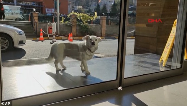 Historia prekëse: Qeni ndjek ambulancën që merr pronarin e tij dhe për gjashtë ditë radhazi e pret jashtë spitalit Historia prekëse: Qeni ndjek ambulancën që merr pronarin e tij dhe për gjashtë ditë radhazi e pret jashtë spitalit