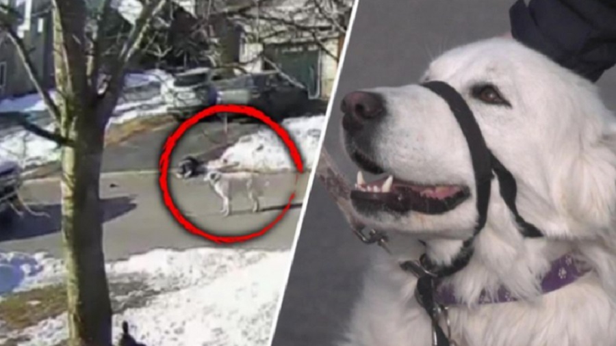 VIDEO/ E pabesueshme: Qeni shpëton jetën e pronarit duke ndaluar makinat që t’i jepnin ndihmën e shpejtë
