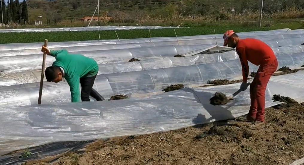 Emigrantë” në Divjakë! Të rinjtë nga fshatrat e thella të Korçës dhe Elbasanit shkojnë për punë Emigrantë” në Divjakë! Të rinjtë nga fshatrat e thella të Korçës dhe Elbasanit shkojnë për punë