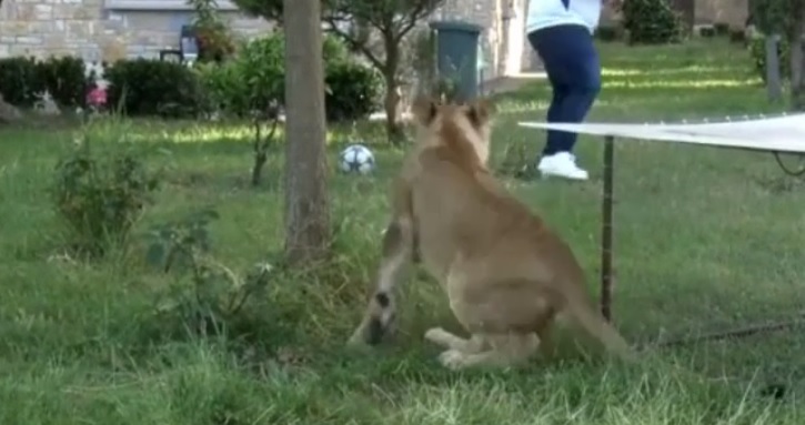 VIDEO/ Luani i turret gazetarit shqiptar gjatë intervistës: “Ma hiq mor, ma hiq”
