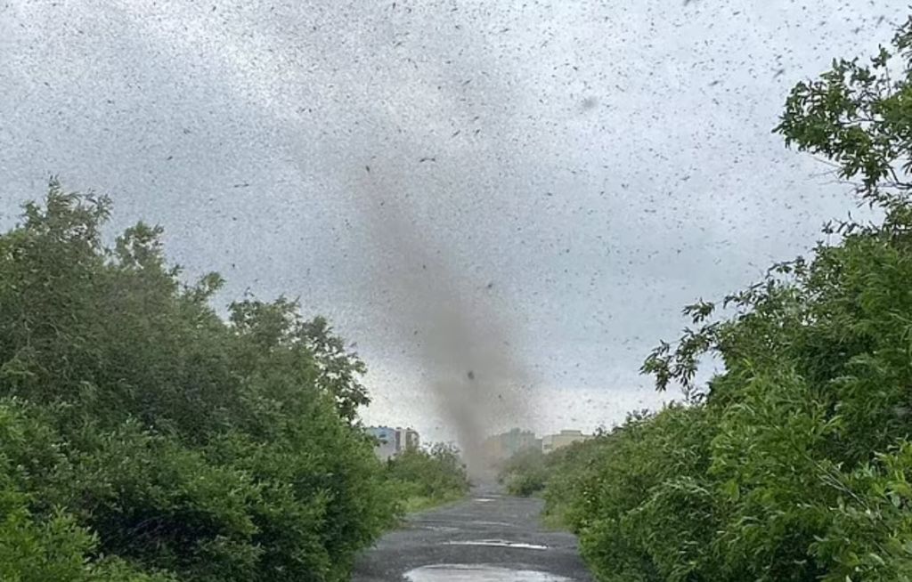 Pamjet “apokaliptike”, tornadoja e mushkonjave mbulon diellin Pamjet “apokaliptike”, tornadoja e mushkonjave mbulon diellin