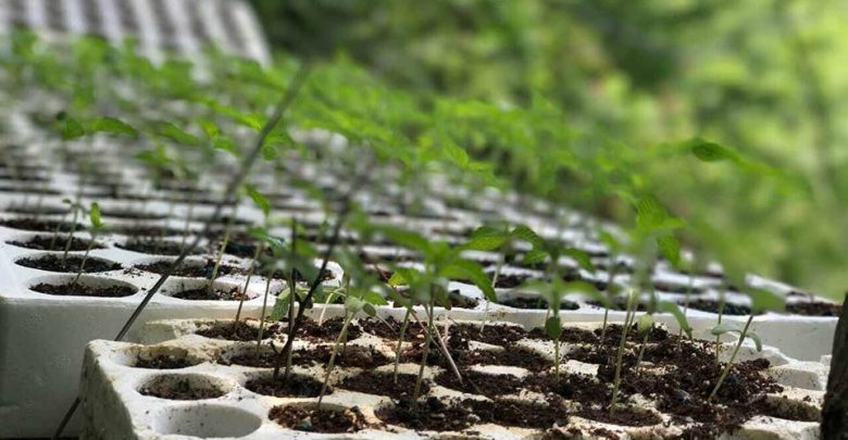 Qeveria miraton pr/ligjin për legalizimin e kanabisit! Qeveria miraton pr/ligjin për legalizimin e kanabisit!