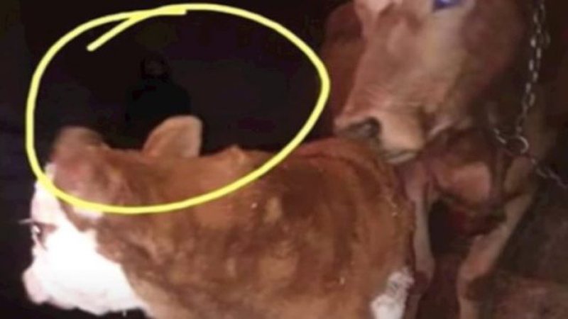 Pamjet që po ‘thyejnë’ rrjetin/ Fotografoi viçin e porsalindur, fermeri tronditet nga detaji i frikshëm që shikon në sfond (Video) Pamjet që po ‘thyejnë’ rrjetin/ Fotografoi viçin e porsalindur, fermeri tronditet nga detaji i frikshëm që shikon në sfond (Video)